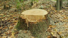 Wycięli "przez przypadek" pomnik przyrody. Prokurator: brak znamion czynu zabronionego