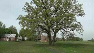 Dąb Alojzy w Łuniewie