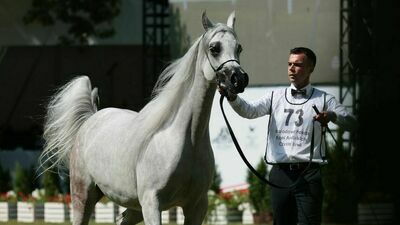 Pride of Poland 2022. Najlepsze konie arabskie i ogromne pieniądze