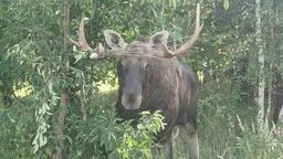 Nietypowa akcja strażaków. Ratowali uwięzionego łosia