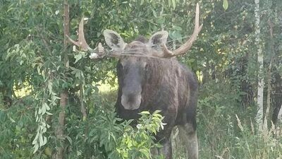 Nietypowa akcja strażaków. Ratowali uwięzionego łosia