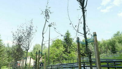 Uschła zdecydowana większość grabów posadzonych wzdłuż schodów zapewniających dojście z ul. Węglinek do peronu kolejowego Lublin Zachodni.