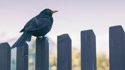 Badacze wykryli średnio 40 cząstek mikroplastiku u każdego badanego śpiewaka oraz średnio 21 u kosa (na zdjęciu)