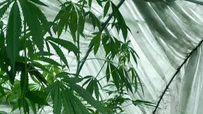 Lubelskie. Miały być warzywa, a przyszła policja i znalazła 2-metrowe okazy