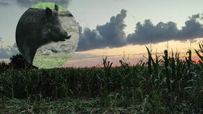 "Potrafią gonić rowerzystów i samochody". Radny alarmuje w sprawie dzików