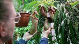 Żeby dżungla i pustynia dobrze się prezentowały. Rozbudowa szklarni UMCS