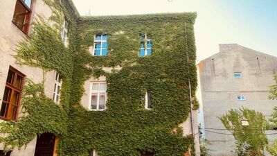 Lublin. Pnącza mają wkroczyć na mury Starego Miasta 