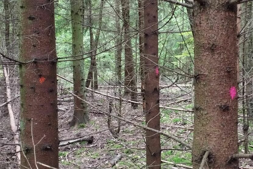 Kropki namalowane na pniach drzew wskazują już miejsce przyszłorocznych cięć