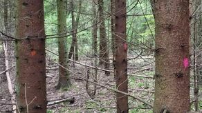 Kropki namalowane na pniach drzew wskazują już miejsce przyszłorocznych cięć