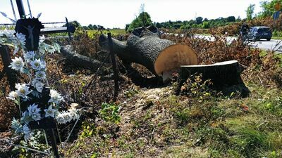 100 cm średnicy pnia to ponad 330 cm obwodu. To wymiary drzewa pomnikowego praktycznie dla
wszystkich gatunków drzew 
