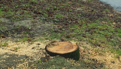 Będą kary za wycinki drzew w Lublinie