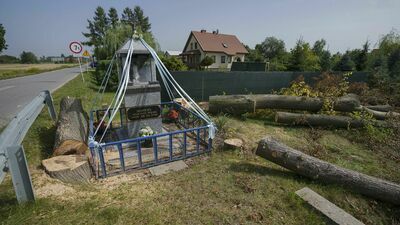 Na dziesięciu kilometrach trasy 820 (z Łęcznej do Dąbrowy za Ludwinem) docelowo zostanie wycięte 720 drzew. Jak wylicza ZDW, średnicę pnia powyżej metra ma 36 z nich. Takich o średnicy 45 -100 cm jest 241.