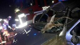 Jeleń wbiegł przed jadący samochód. Potrącone zwierzę wpadło na przednie siedzenie