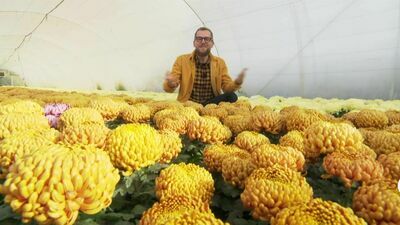 Chryzantemy. Jakie kwiaty wybrać, żeby kwitły jak najdłużej