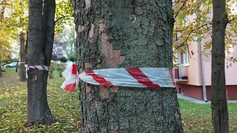 Spółdzielnia „Instalator” ogłosiła, że zamierza zawnioskować o wycinkę drzew, które oznaczyła biało-czerwoną taśmą. Tłumaczy, że robi to „z uwagi na bezpieczeństwo ludzi i mienia”