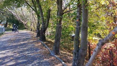 Takie symbole widać m.in. na stosunkowo młodych drzewach tworzących jedną z dwóch ścian tzw. zielonego tunelu.