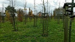 Najwięcej drzew trzeba wymienić w parku przy Zawilcowej. Miasto doliczyło się już 90 obumarłych drzew, a przegląd jeszcze się nie zakończył