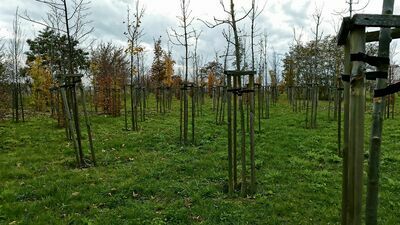 Najwięcej drzew trzeba wymienić w parku przy Zawilcowej. Miasto doliczyło się już 90 obumarłych drzew, a przegląd jeszcze się nie zakończył