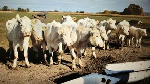 Wstrząsający widok w gospodarstwie. Padłe krowy w oborze, na podwórku i pastwisku