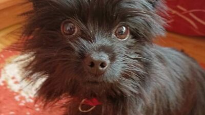 Mały Gucio dał nogę. Policjanci ruszyli do akcji