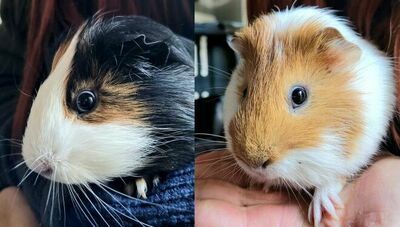 Pierwszy taki przypadek w Lublinie. Świnki morskie znaleziona na śmietniku