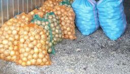 Lubelskie. Na akcję wychodzili nocami. Ukradli pół tony cebuli