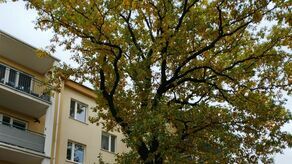 Okazały dąb, zdaniem spółdzielni, powinien zostać wycięty. Ale zdaniem eksperta, mimo niewłaściwej przycinki, jest w dobrej kondycji i nie kwalifikuje się do usunięcia