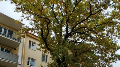 Okazały dąb, zdaniem spółdzielni, powinien zostać wycięty. Ale zdaniem eksperta, mimo niewłaściwej przycinki, jest w dobrej kondycji i nie kwalifikuje się do usunięcia