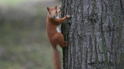 Zastrzelił wiewiórkę, bo kradła mu orzechy
