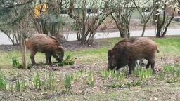 Radny chce zasadzki na dziki. Albo znaków ostrzegawczych: „Uwaga! Ludzie”