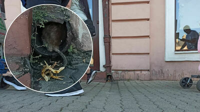 Plaga szczurów na Starym Mieście w Lublinie