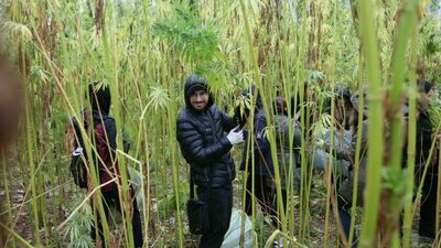 Posiany na polu na Węglinie Południowym gatunek konopi jest nieprzydatny do „celów rozrywkowych”