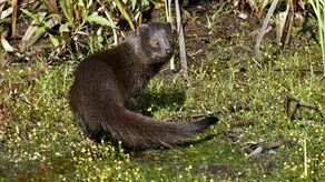 Mangusta błotna to niewielki drapieżny ssak, mieszkaniec podmokłych terenów Afryki, na południe od Sahary. Prowadzi wodno-lądowy tryb życia. Jest wszystkożerny, jego dieta obejmuje więc zarówno mięso, jak i owoce.