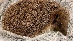 Jeże znajdują się pod ścisłą ochroną. To pożyteczne zwierzęta, które żywią się głównie owadami, w tym gatunkami uznawanymi za szkodniki, jak niektóre ślimaki, czy chrząszcze