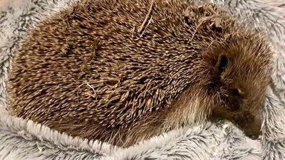 Jeże znajdują się pod ścisłą ochroną. To pożyteczne zwierzęta, które żywią się głównie owadami, w tym gatunkami uznawanymi za szkodniki, jak niektóre ślimaki, czy chrząszcze