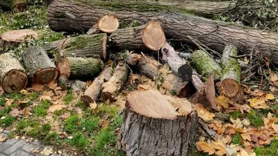 Robotnicy z piłami zjawili się w poniedziałek, drzewa szybko zostały pocięte na kawałki i wywiezione