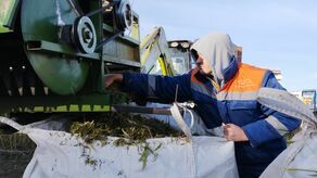 Lublin. Wielu na to czekało. Zaczęły się konopne żniwa na blokowisku przy Jantarowej