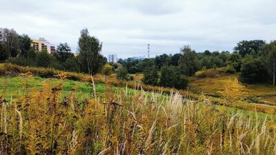 Zdaniem ekspertów, na których opinię powołuje się w swojej odmowie Urząd Miasta, biurowiec byłby „ciałem obcym” w cennej przyrodniczo dolinie ciągnącej się między osiedlem a linią kolejową wzdłuż lasu Stary GajFot. Dominik Smaga/archiwum