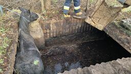 Lubelskie. Ratunkowa akcja Straży Pożarnej. Wyciągali konia z szamba