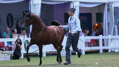 Czy przychody z tegorocznej imprezy w janowskiej stadninie będą wyższe od kosztów, dowiemy się po finalizacji umowy z nowym nabywcą trzech klaczy 