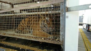 Odpowiedzą za cierpienia tygrysów. Proces będzie prowadzony w lubelskim sądzie?