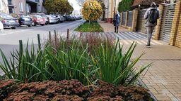 Ogrody deszczowe mają nie tylko zdobić ul. Ochotniczą, ale też zatrzymać wody opadowe