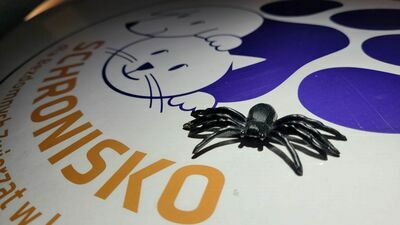 Lublin i nocne wezwanie Straży Miejskiej. Wielki, włochaty pająk na ulicy