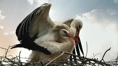 Założyli nadajniki 90 bocianom. Naukowcy sprawdzają, gdzie sypiają ptaki