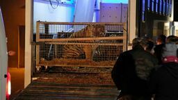 Z Koroszczyna zwierzęta trafiły do Ogrodu Zoologicznego w Poznaniu, a następnie Primadomus-sanktuarium dla uratowanych zwierząt w Hiszpanii