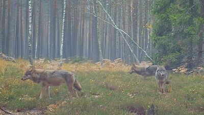 Wilki z józefowskich lasów wpadły w pułapkę i dały się nagrać. Wideo