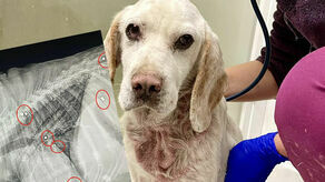 Po całym ciele Begiera rozproszone są kawałki śrutu.