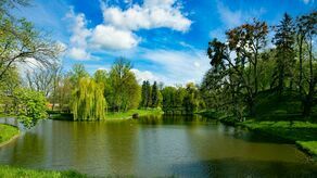 W zamojskim parku miejskim rośnie mnóstwo drzew, wśród nich jest pomnik przyrody – korkowiec amurski