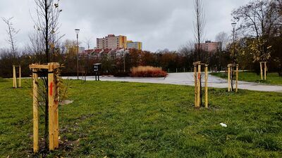 Połowa drzew, które w ramach gwarancji mają być wymieniane tej jesieni na zlecenie miasta, znajduje się na terenie parku przy ul. Zawilcowej, mającego zaledwie cztery lata. Zamienne sadzonki łatwo poznać po tym, że mają świeże, jasne paliki