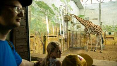 Zimą ZOO jest otwarte krócej niż w innych porach roku. W tym okresie może się również zdarzyć, że nie wszystkie zwierzęta uda się zobaczyć, bo żyją one z naturalnym rytmem przyrody